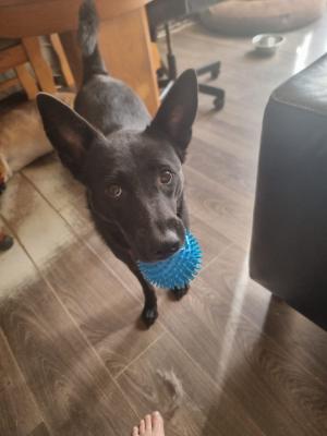 Blacky