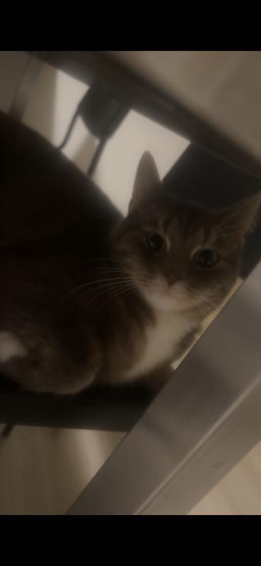 Zora