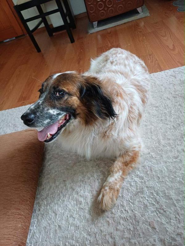 Aziz