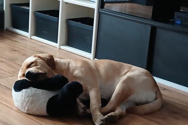 Buddy