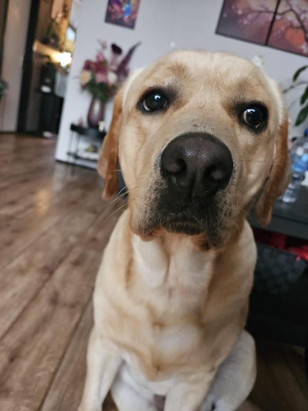 Buddy