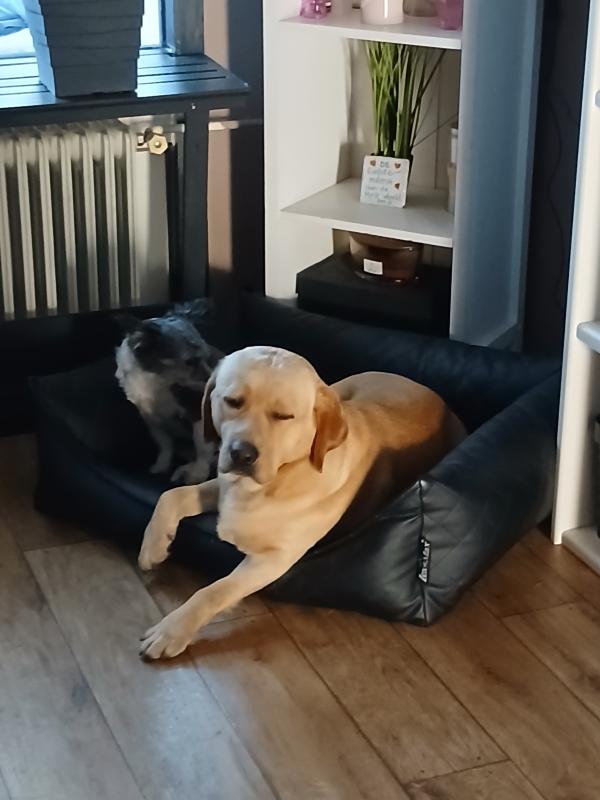 Buddy