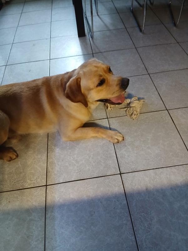 Buddy