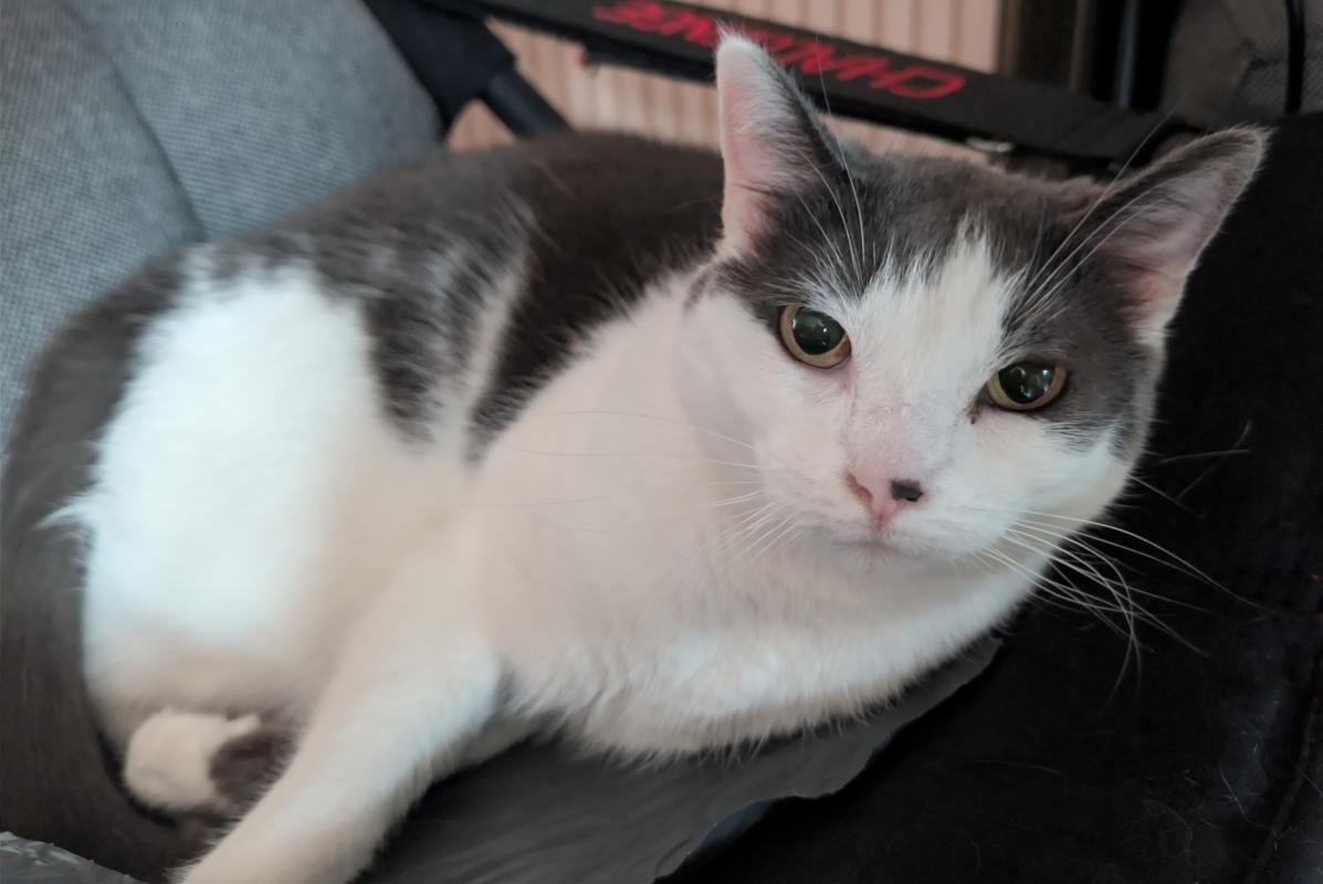 Nala