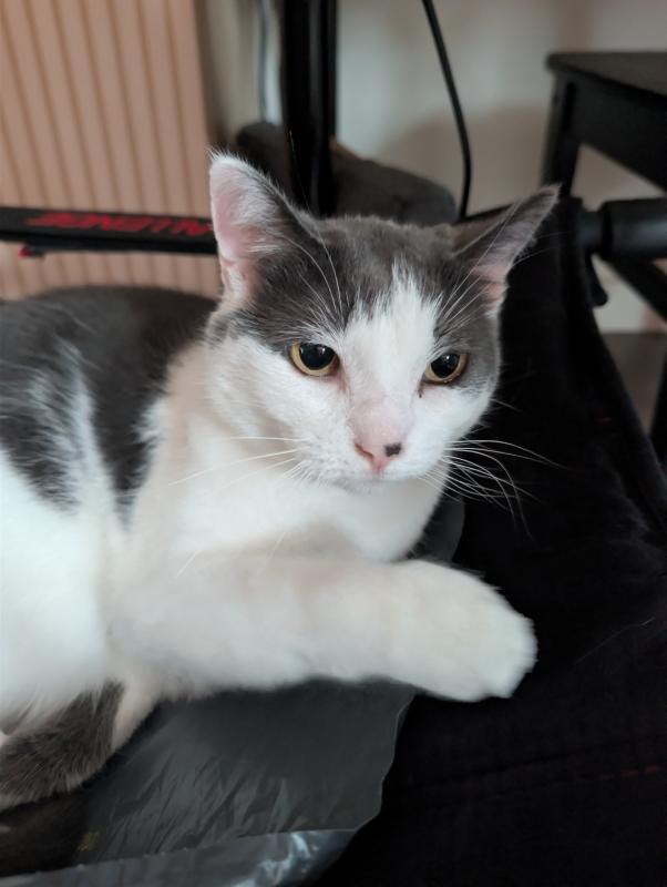 Nala