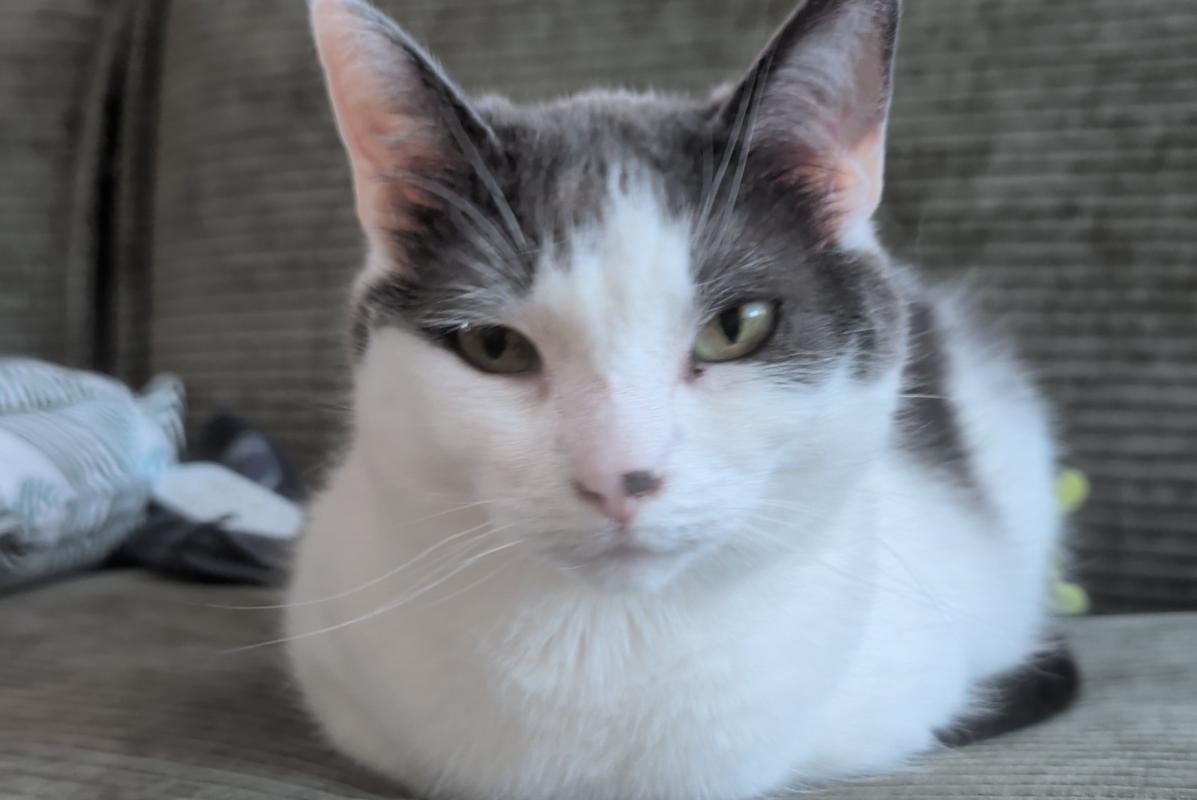 Nala
