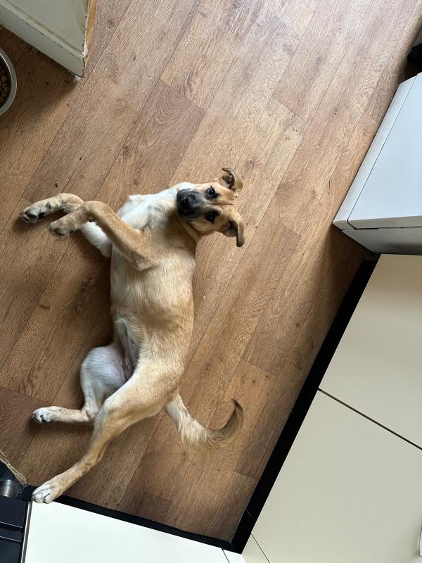 Pip