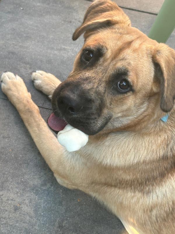 Pip