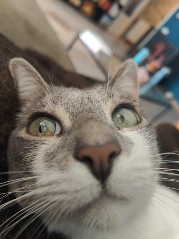 Victor