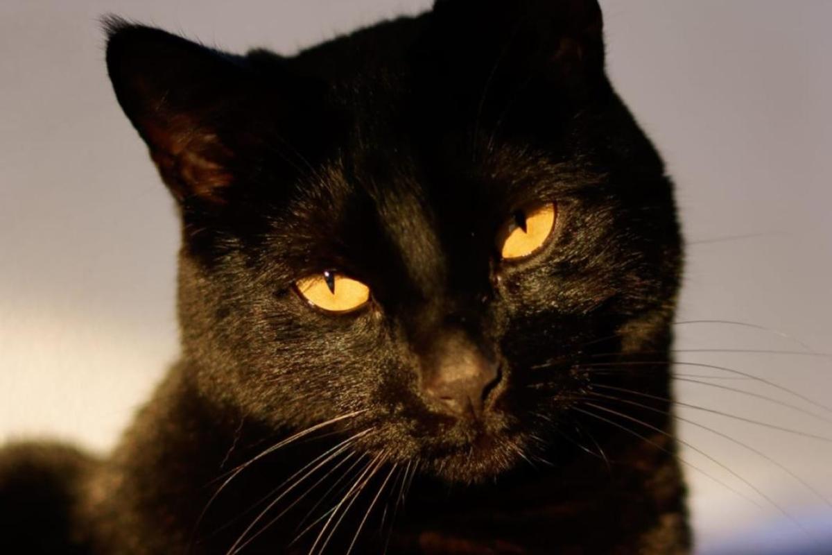 Onyx