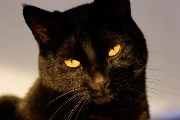 Onyx