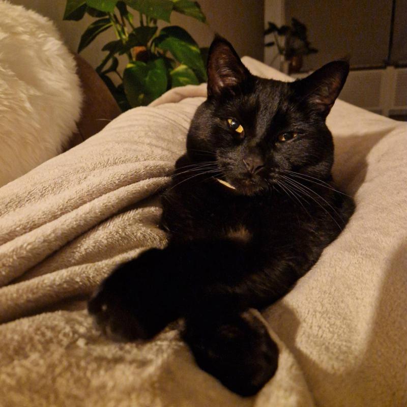 Onyx