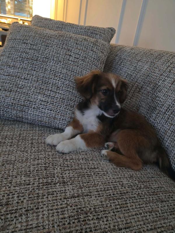 Gus