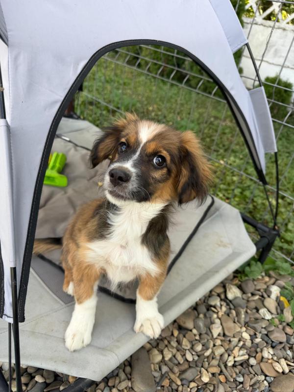 Gus