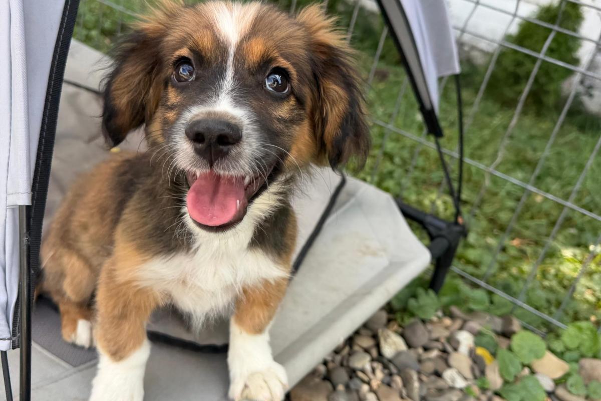 Gus
