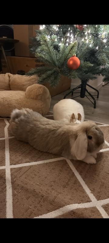 Lio