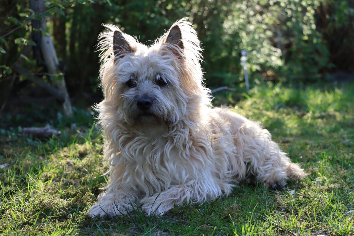 Lupo