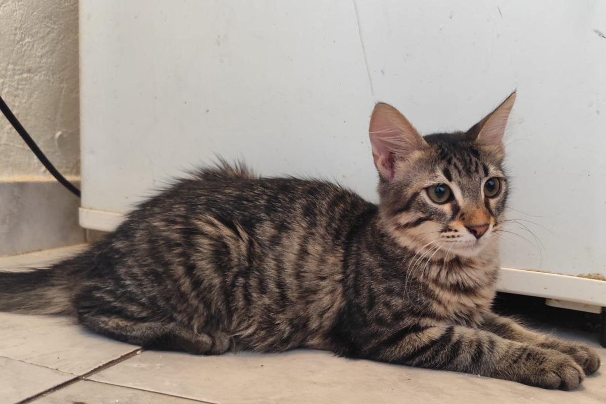 Cleo