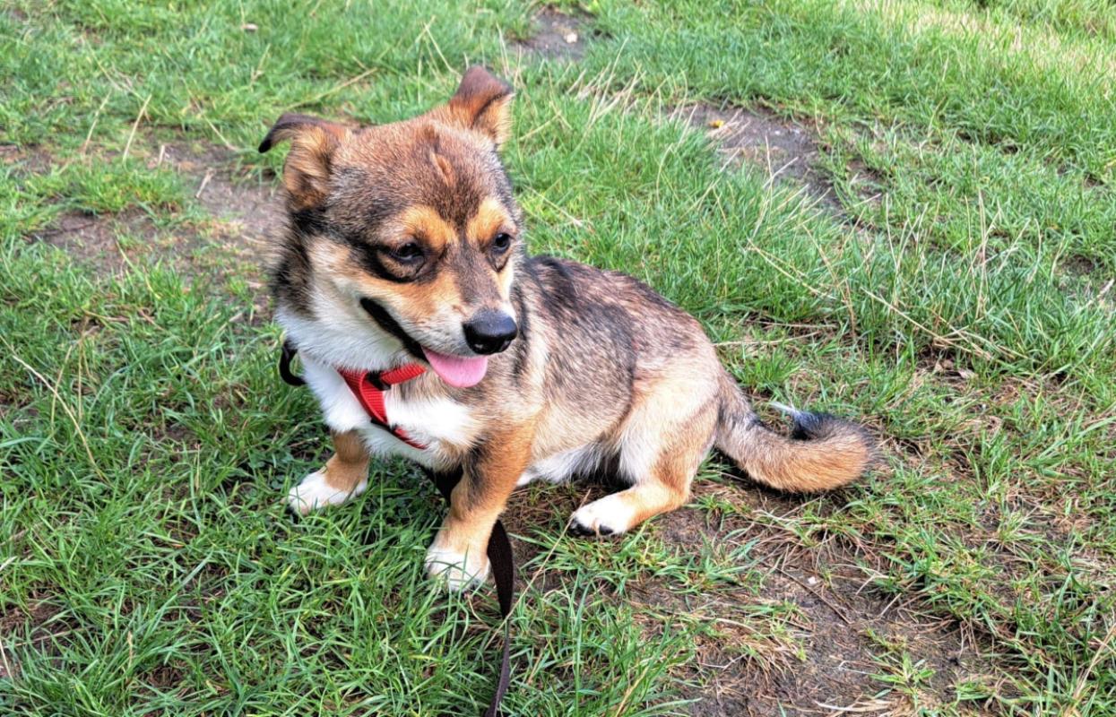 Pip