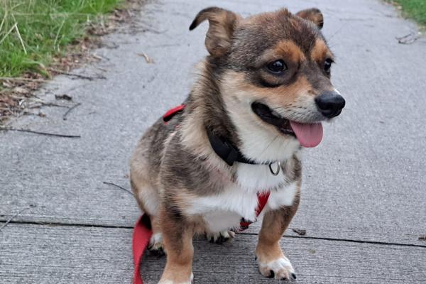Pip