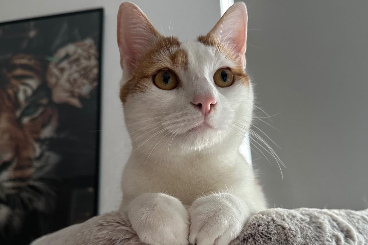 Binky