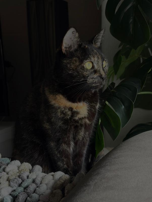 Bella
