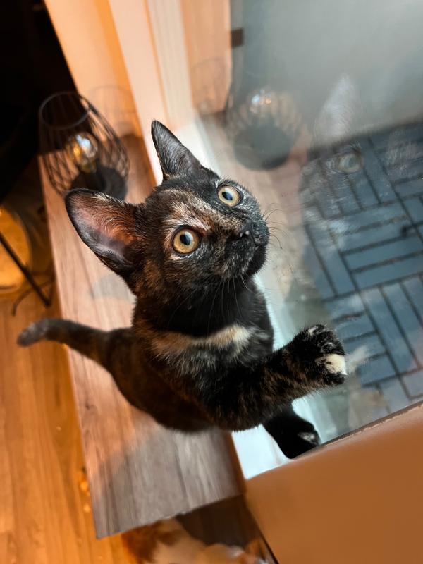 Bella