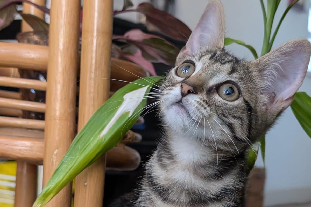 Widget