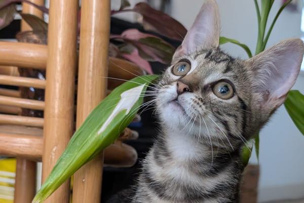 Widget