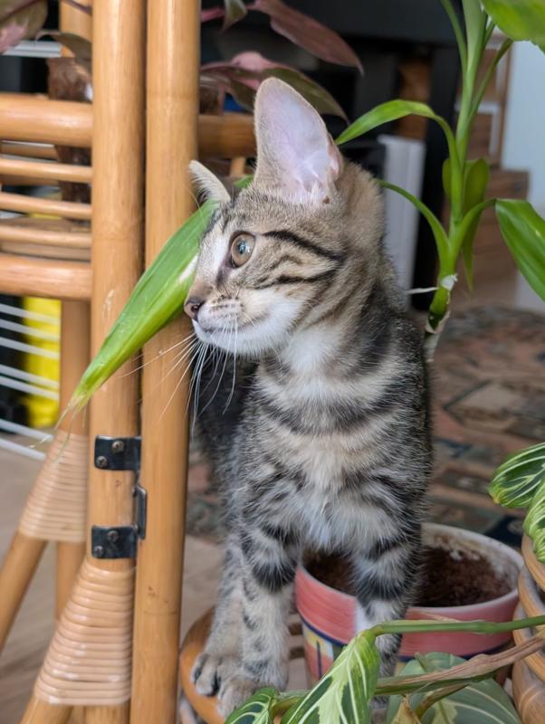 Widget