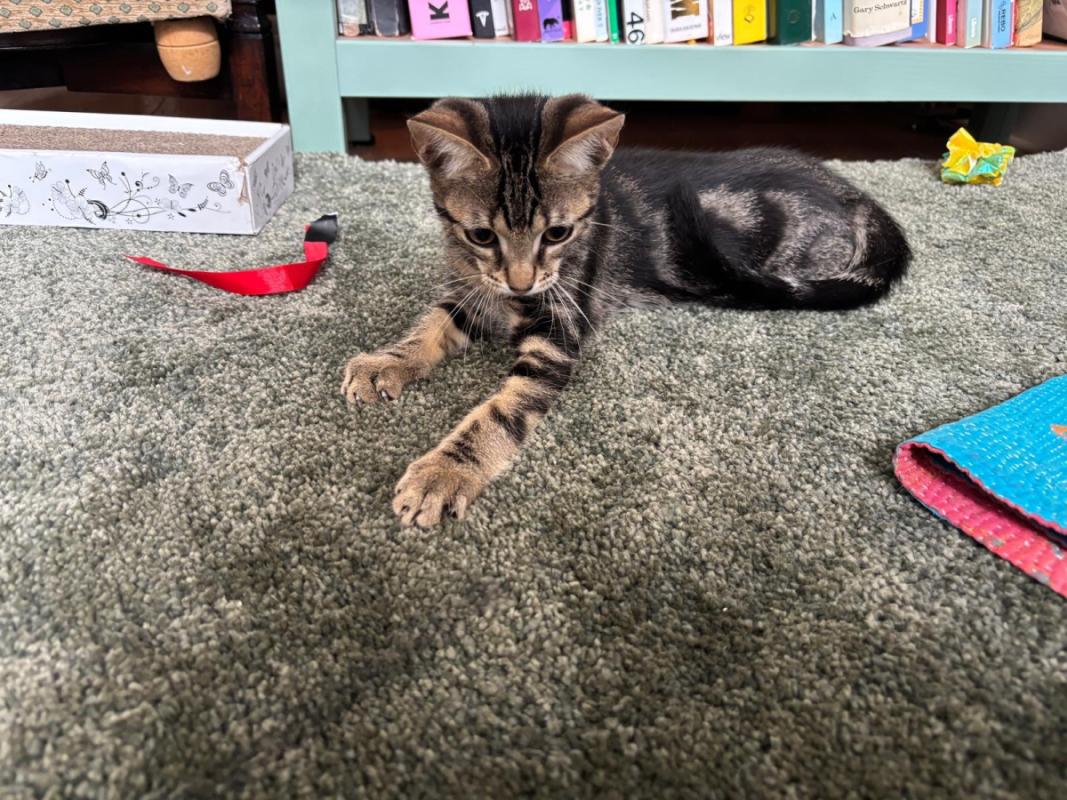 Widget