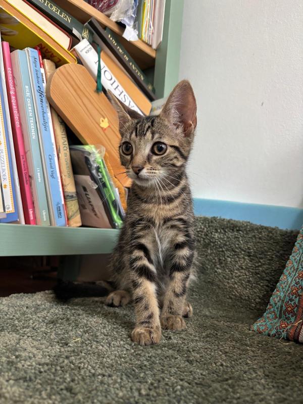 Widget