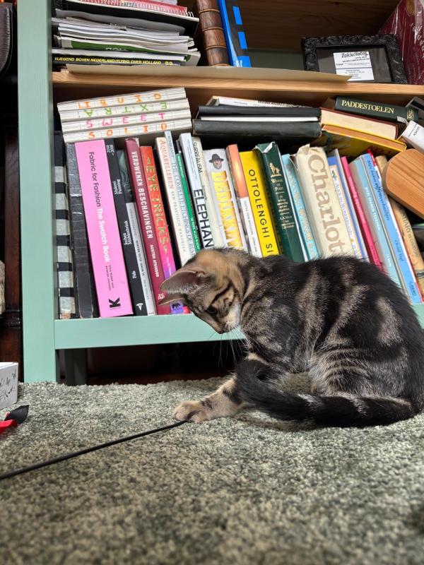 Widget