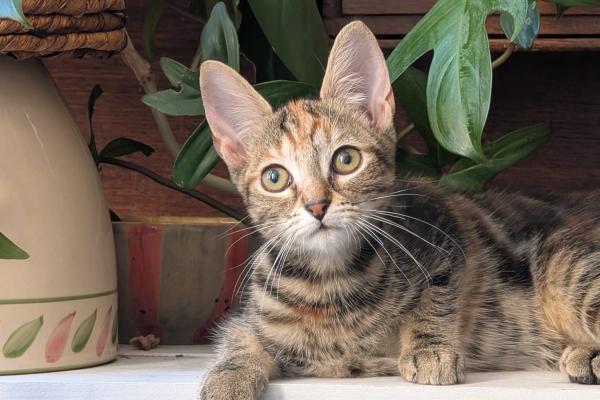 Poppet