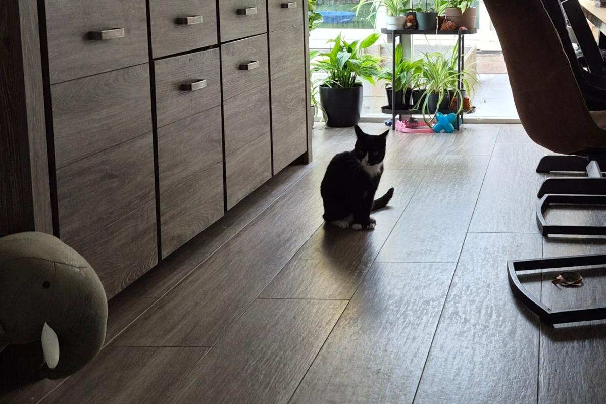 Loki