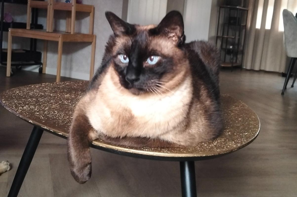 Bodhi