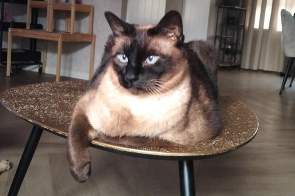Bodhi