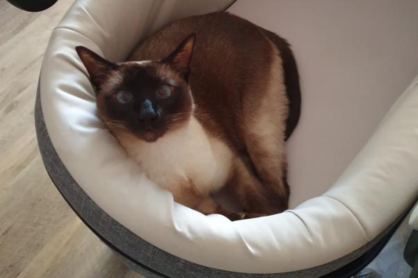 Bella