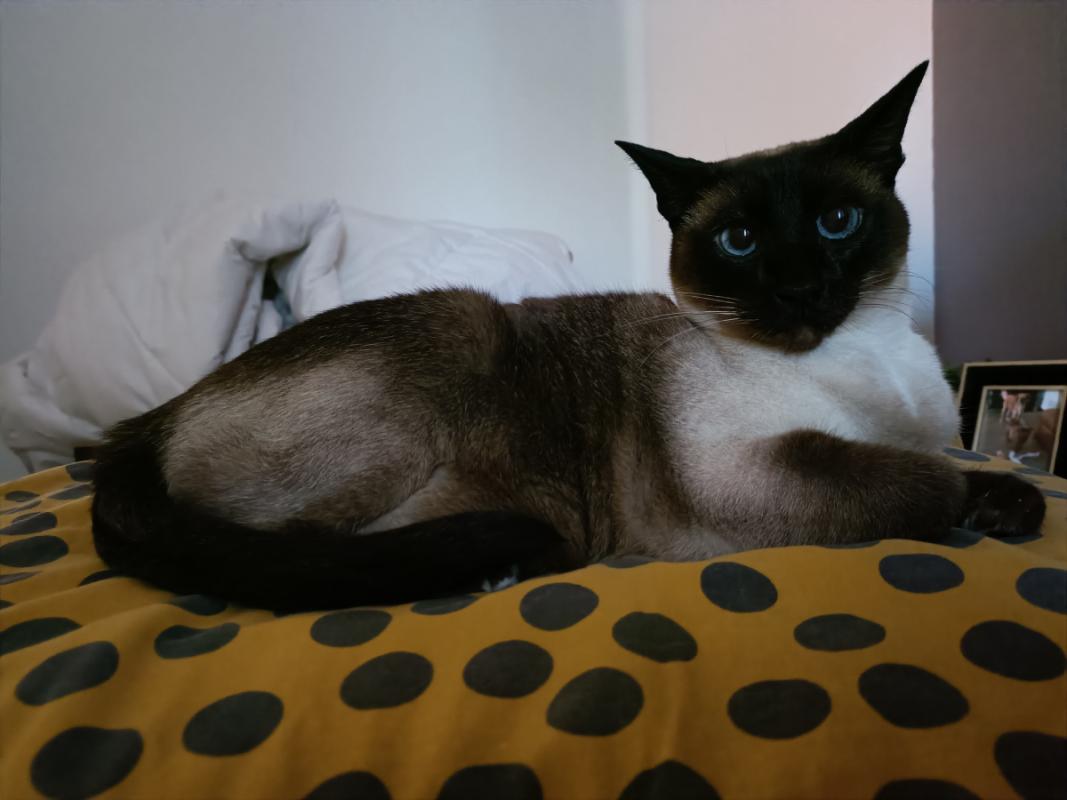 Bella