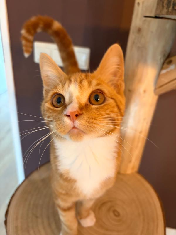 Bert