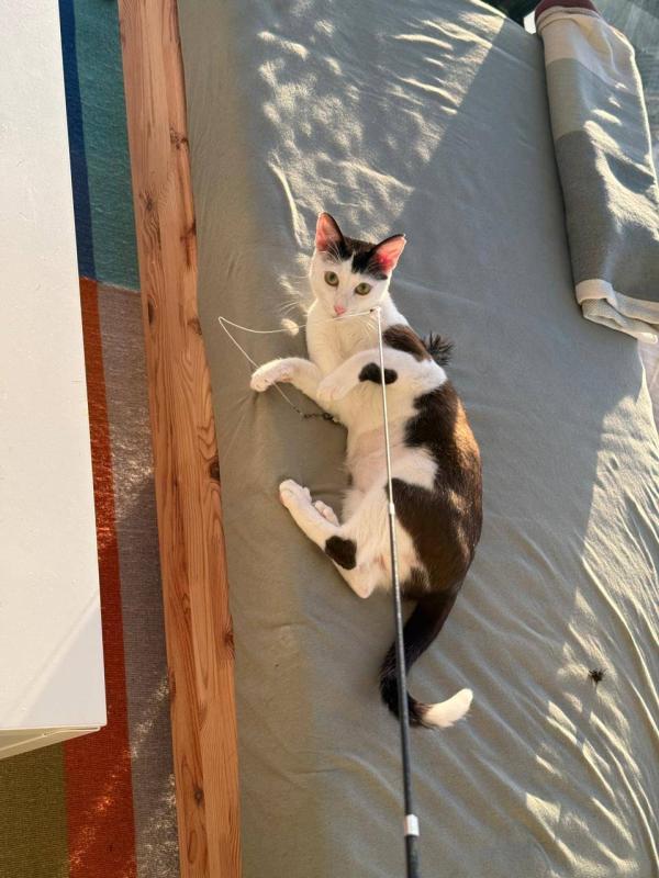 Mochi