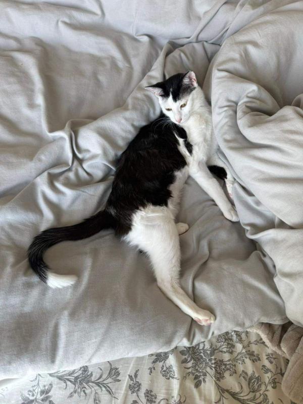 Mochi