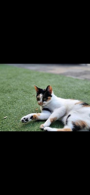 Bella