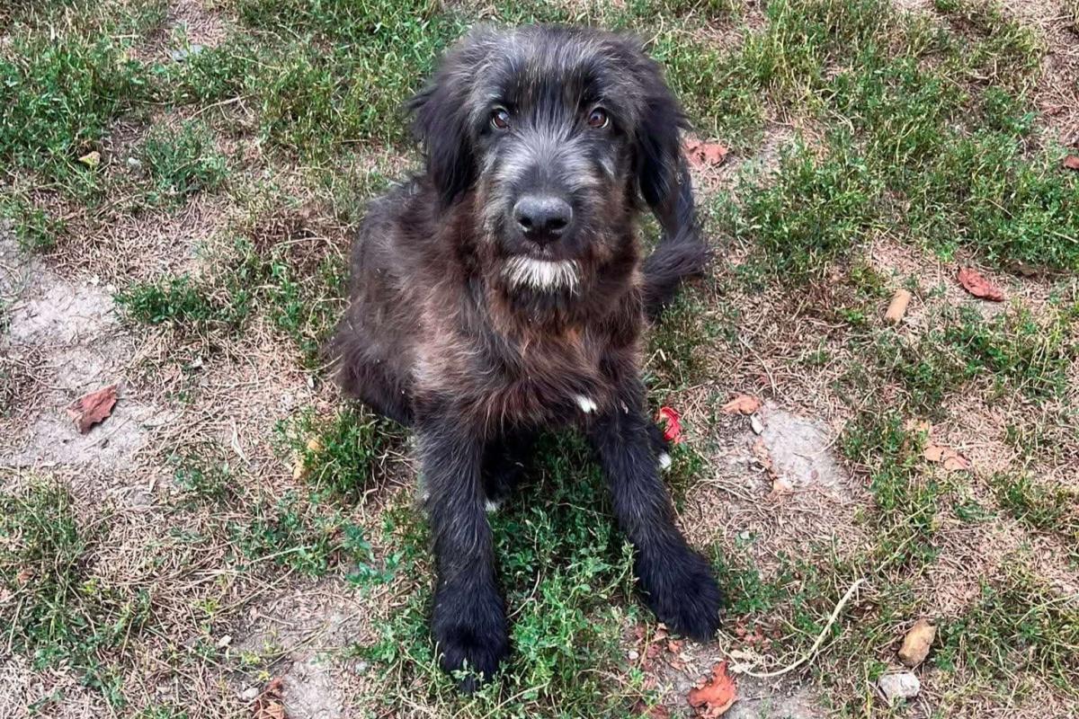 Benji