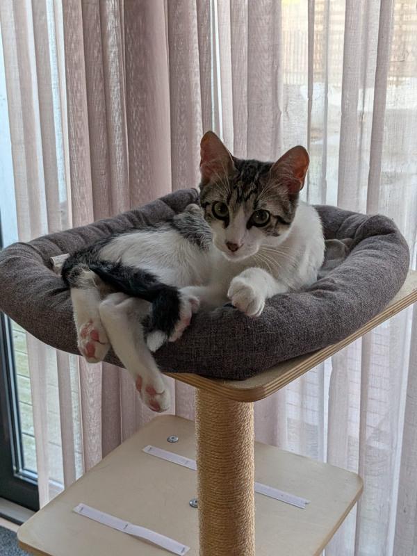 Cosmo