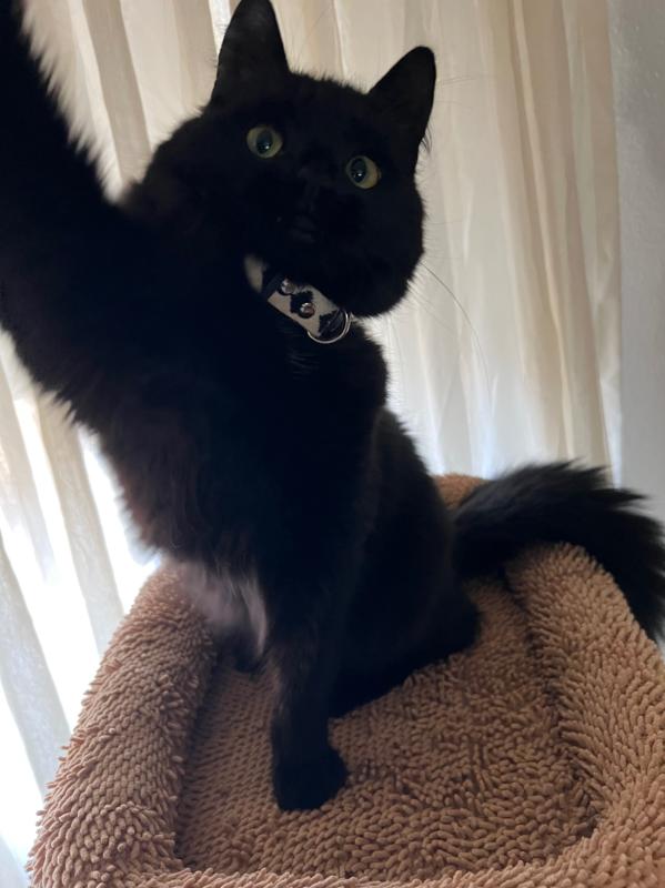 Finn