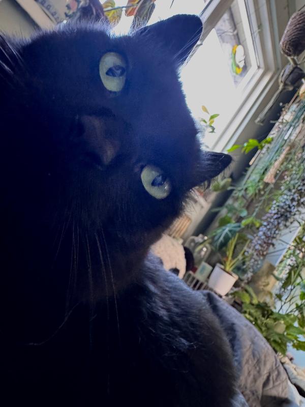 Finn