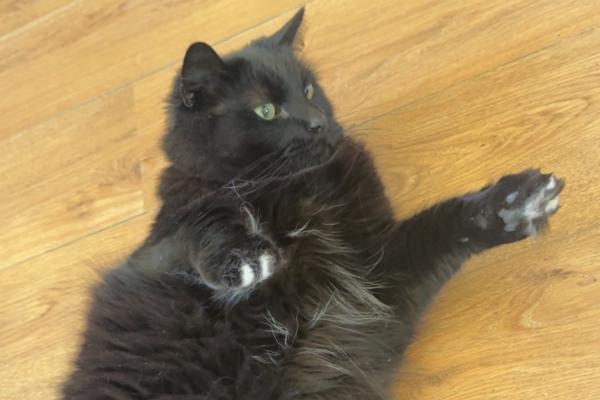 Finn