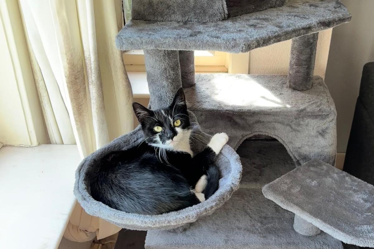 Zorro