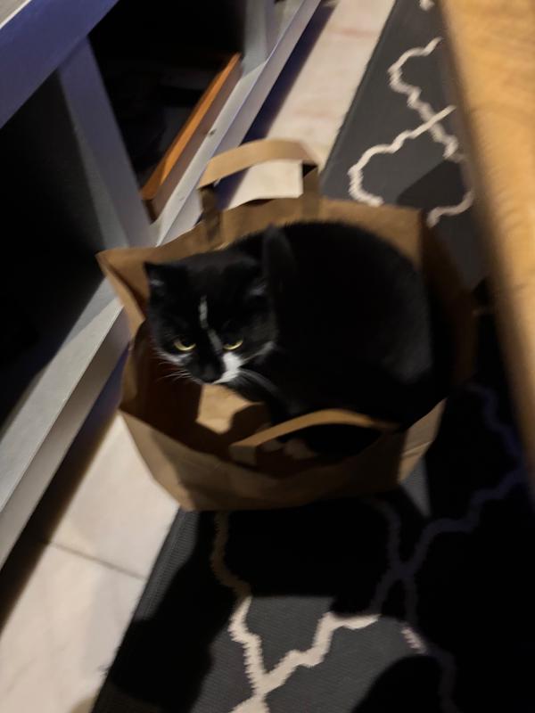 Zorro
